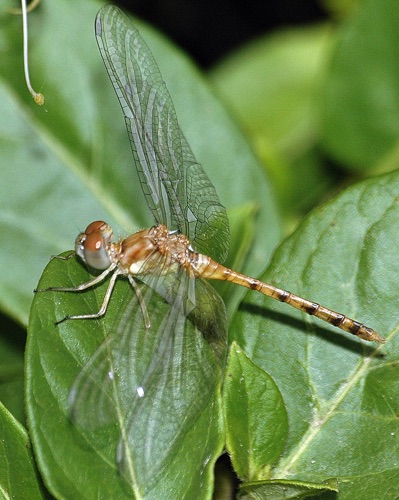 Male, teneral
2006_05_15_Floyd